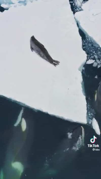 Incredible orca hunt