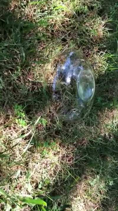 I put a glass bowl over a bee nest in the ground ?