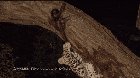 This Leopard found a newborn baby monkey and decided to care for it