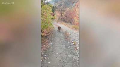 WCGR running through Slate Canyon near Provo... "C'mon dude! I don't feel like dying today!"
