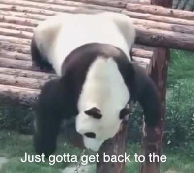 Panda problems ?