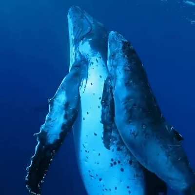 ? Very close encounter with a humpback whale and her newborn on their 8000km journey at Rarotonga, Cook Islands ?
