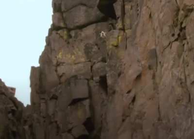 ?In order to survive, Barnacle Goose chicks must leap from their nests high on the cliff to join their parents below where they can find food