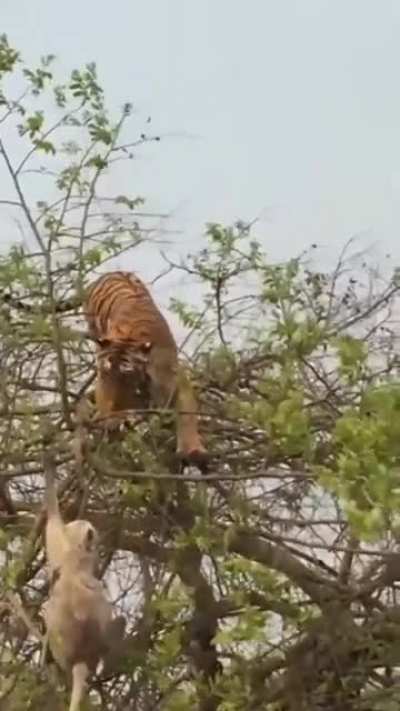? Tiger attack Monkey on a Tree