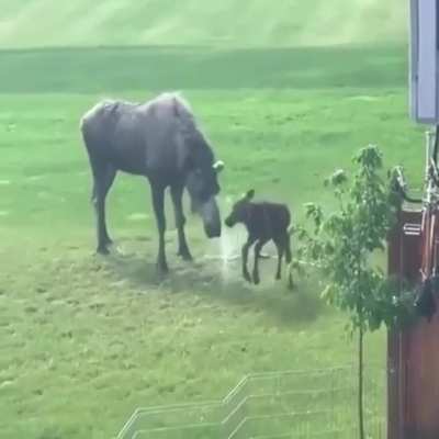 ? This baby moose enjoying a sprinkler ?