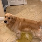 Poor doggo’s in a tough spot.