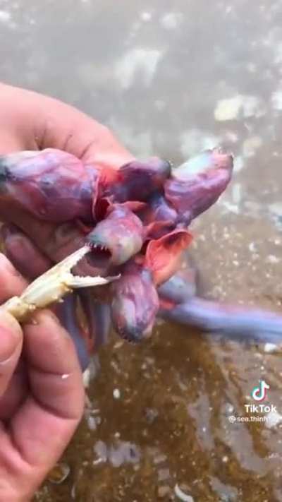 NOPE NOPE NOPE NOPE