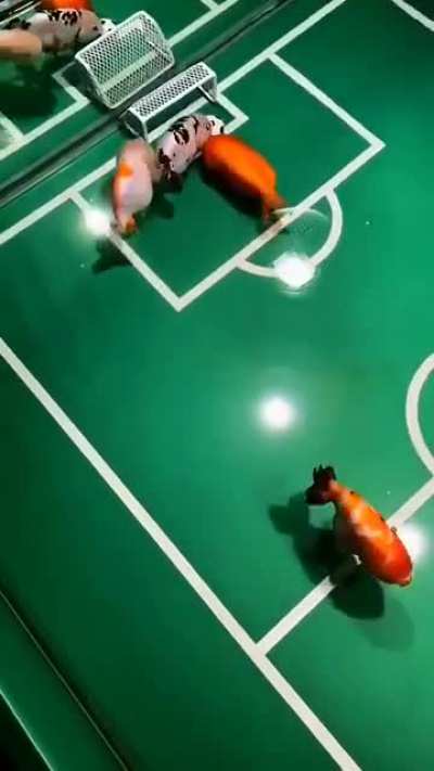 I would never have thought about some fish playing soccer ⚽?
