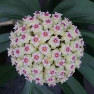? Time-lapse video of the blooming of the Hoya Rigida. Hoya is a genus of 200–300 species of tropical plants, most commonly found in Southeast Asia.