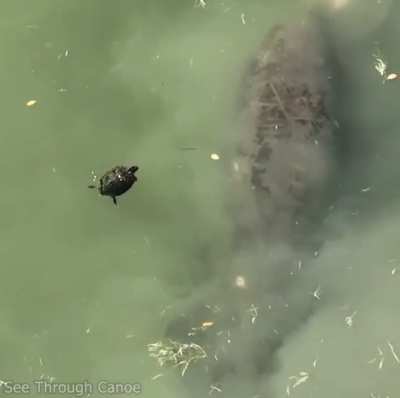 When Turtle realized he swam into the wrong neighborhood it put it in reverse as quickly as possible.