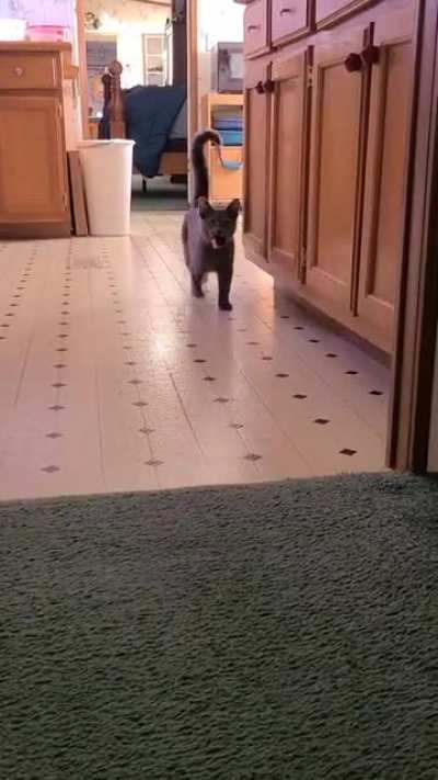 He thinks he's a dog!! ? (OC)