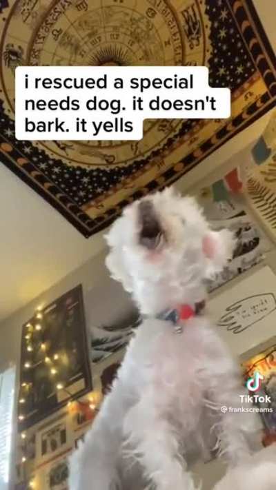 He said “NO!”