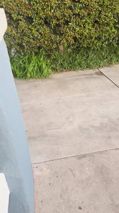 Peek A Boo