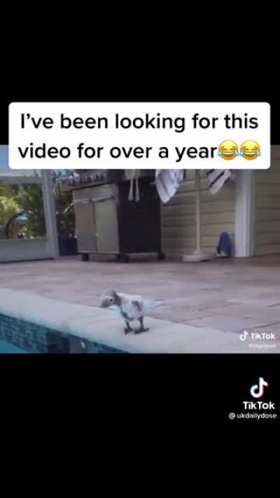 Cute little parrot