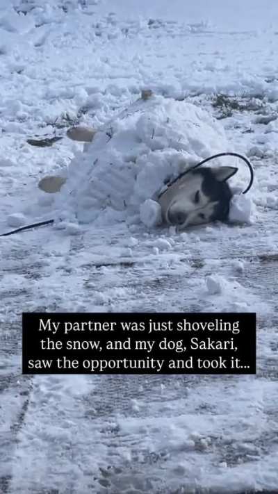 Normal husky activities ?