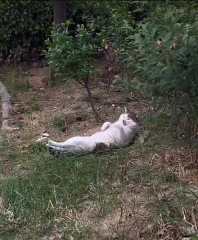 Siesta Life