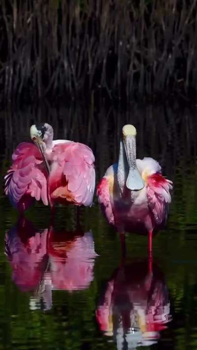 ? A pair of Roseate Spoonbills take to the calm water and preen their feathers