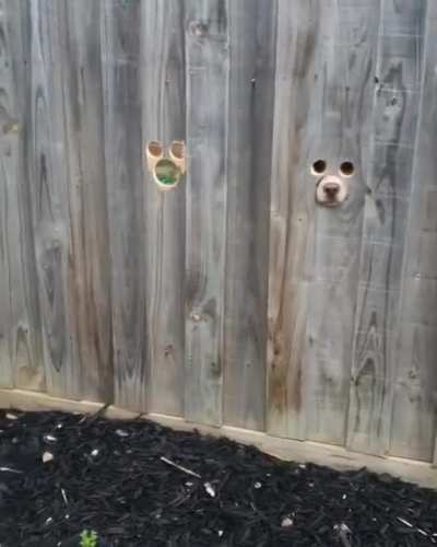 ? he's coming,,, Let's open the door??