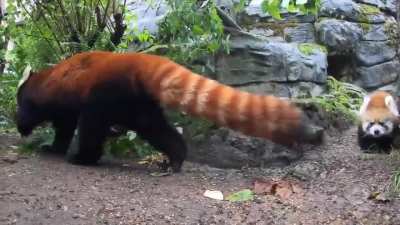 A baby Red Panda pouncing on it's mother??