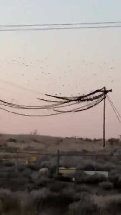 RIP birds