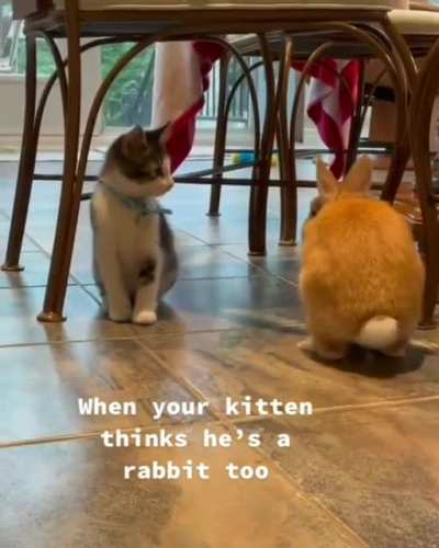 I'm a wabbit