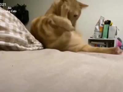 Washing the tip of the tail