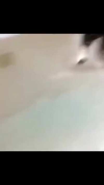 The cutest animal videos ever!