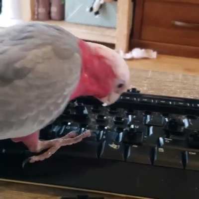 Get a bird, they said, it'll be fun ?‍♀️