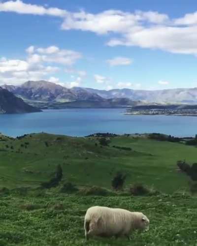 ? The beautiful rugged grasslands of New Zealand ?