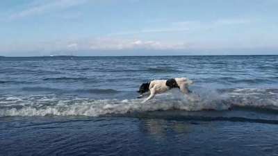 Pup meets ocean for the 1st time ecstatic