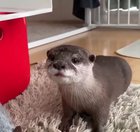 An extremely rare T-Rexottersaurus!