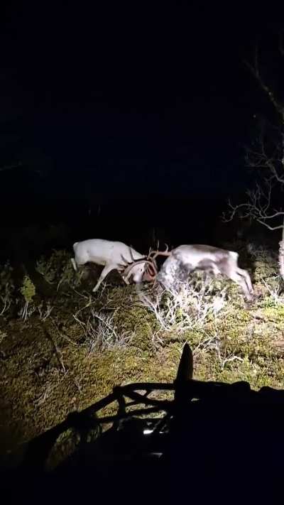 ? Stumbled upon 2 reindeer bulls, one being leucistic, fighting in the darkness, with them being to busy to care about me