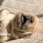 Sweet Dreams