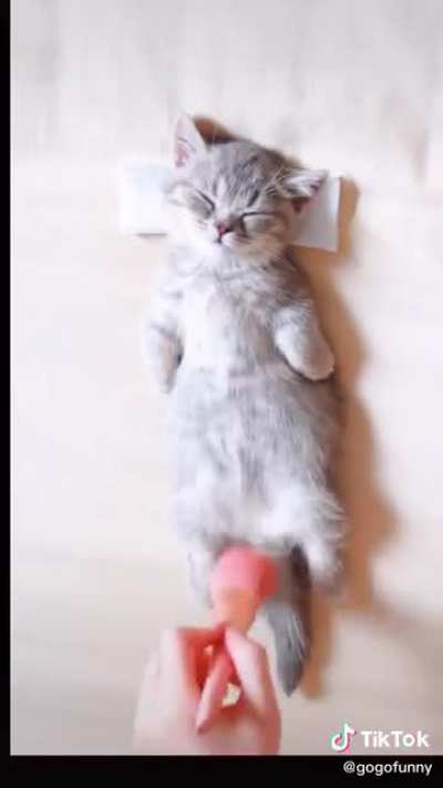 Cat spa