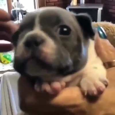 Tough puppy’s first bark