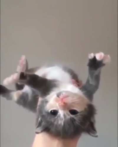 This cat