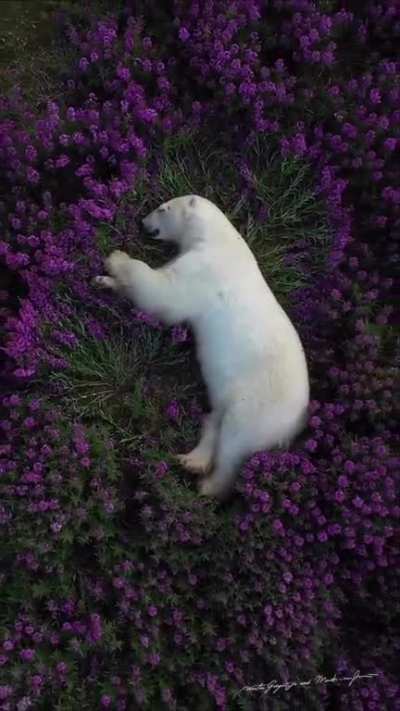 ? Polar Bear sleeping on a bed of fireweed