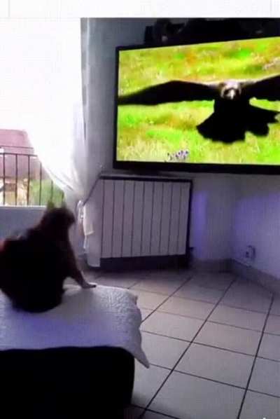 Brutal eagle attack
