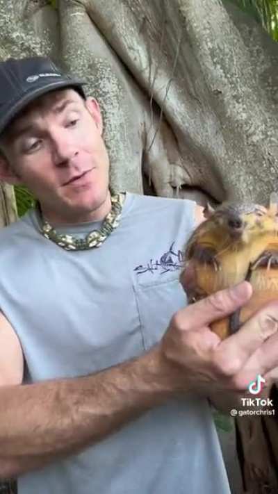 Armadillo pt 2