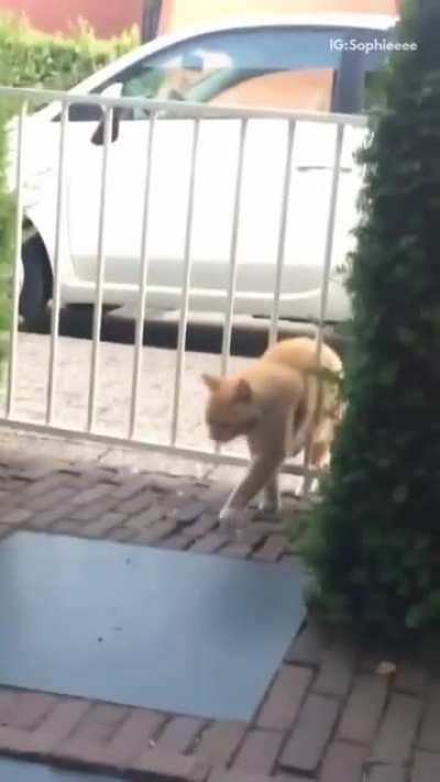 So chonky
