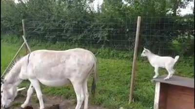 THE GOAT of all goats!