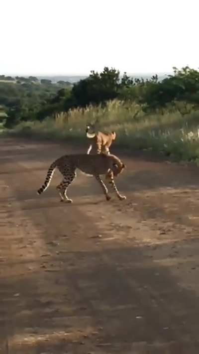 Cheetah brothers playing football (soccer) with a small rock