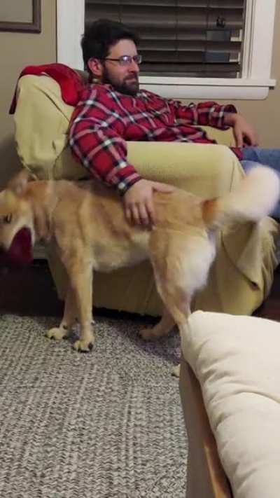 My dog squeeks the toy when my husband stops petting her