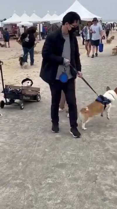 CorgiCon!