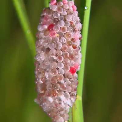 ? Golden Apple Snail laying eggs