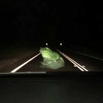 ? It's Wednesday so here's a frog chilling out on the windscreen of a car on the highway
