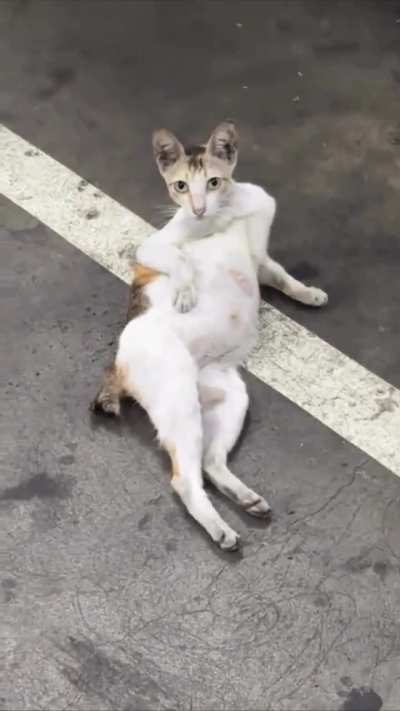 Slay cat.