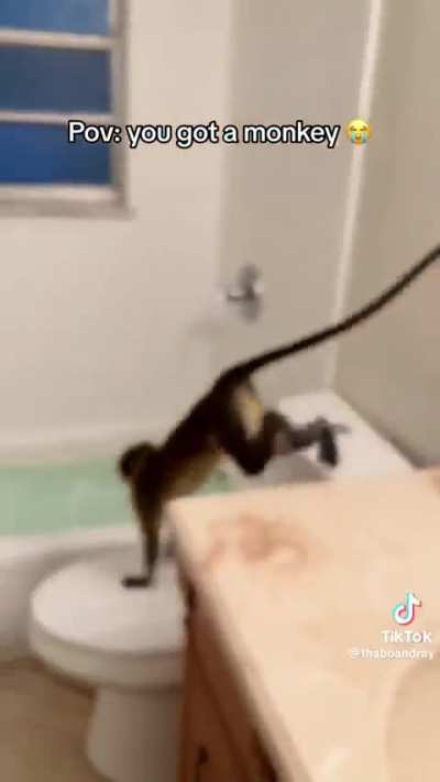Monkey with the zoomies