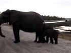 Baby elephant sneezes so hard he scares himself ?