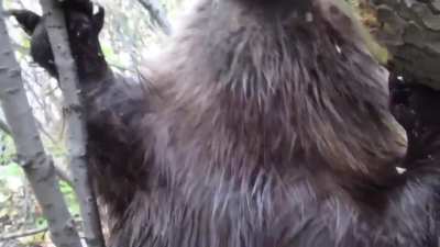 A beaver methodically chewing through a tree limb